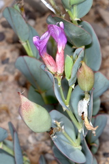 Astragalus asclepiadoides