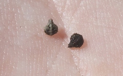 Plagiobothrys canescens