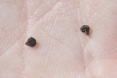 Plagiobothrys canescens