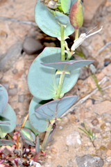 Astragalus asclepiadoides