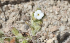 Plagiobothrys canescens