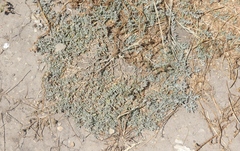 Atriplex coulteri
