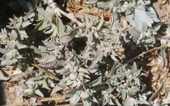 Atriplex coulteri