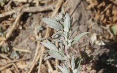 Atriplex coulteri