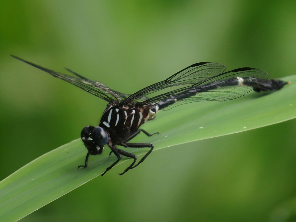 Tuxtla Leaftail