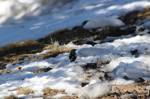Yellow-rumped Warbler photographed in Colorado