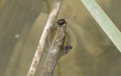 Leconectes striatellus