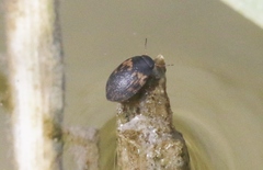 Leconectes striatellus