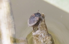 Leconectes striatellus