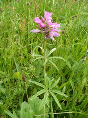 Sidalcea nelsoniana