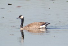 Branta canadensis moffitti