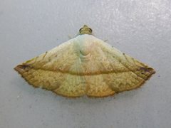 Eublemma perversicolor