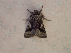 Behrensia conchiformis