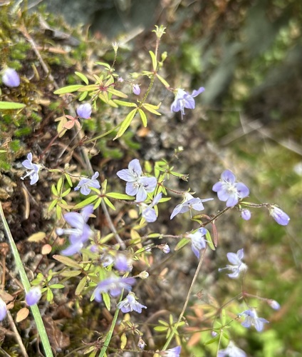 Image of Tonella floribunda by (c) John G. Phillips, some rights reserved (CC BY)
