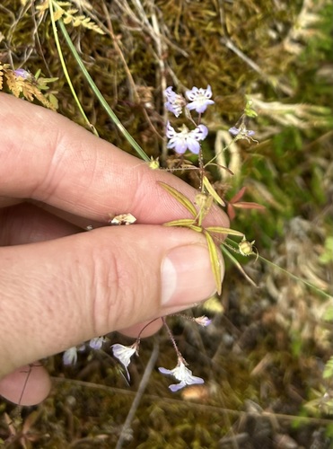 Image of Tonella floribunda by (c) John G. Phillips, some rights reserved (CC BY)