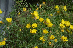 Oenothera berlandieri pinifolia