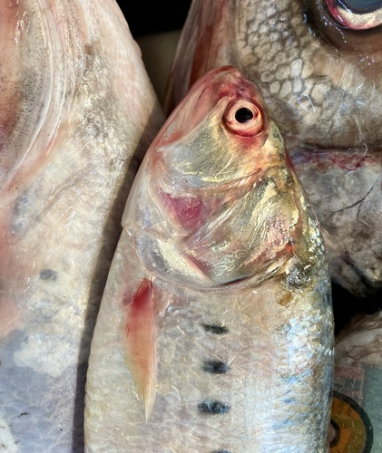 Pacific menhaden (Ethmidium maculatum) — Clupeidae — 2