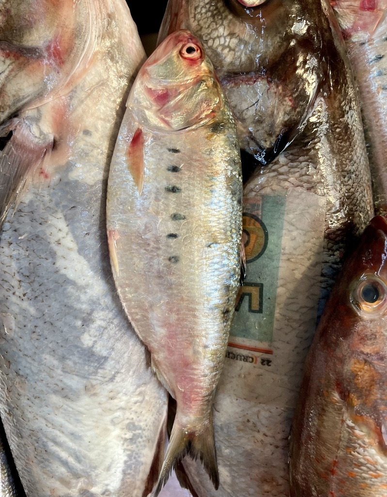Pacific Menhaden