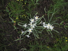 Leucocrinum montanum