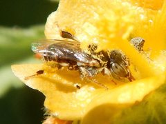 Austroplebeia