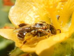 Austroplebeia