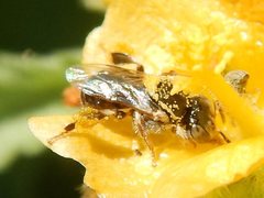 Austroplebeia