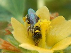 Austroplebeia