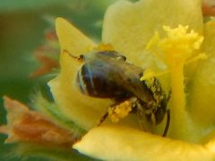Austroplebeia