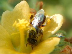 Austroplebeia