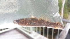 Gobiomorphus australis