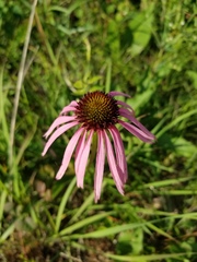 Echinacea simulata