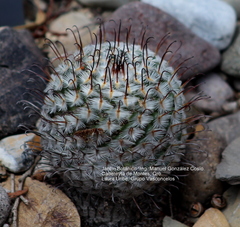 Mammillaria perezdelarosae
