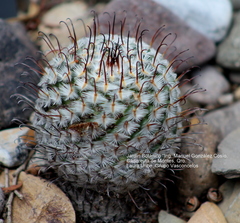 Mammillaria perezdelarosae