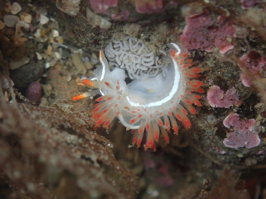Orienthella piunca
