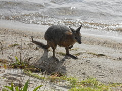 Notamacropus eugenii