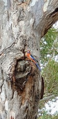 Platycercus elegans adelaidae
