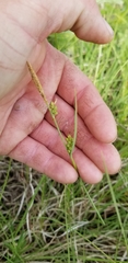 Carex meadii