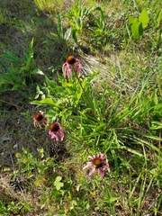 Echinacea simulata