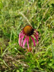 Echinacea simulata