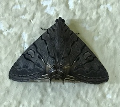 Eulepidotis merricki