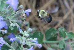 Bombus griseocollis