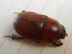 Hyphoryctes maculatus