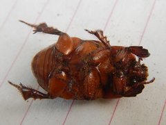 Hyphoryctes maculatus