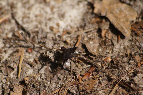 Black Banded Bee Fly, Berg en Dal, Netherlands, photo 6 of 10