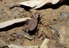 Apterodela unipunctata