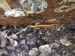 Scolopendra alternans