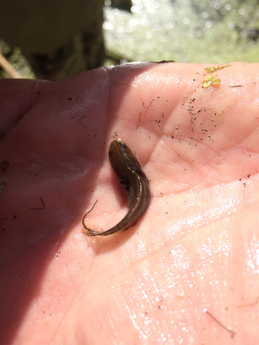 Mlok dunajský (Triturus dobrogicus)