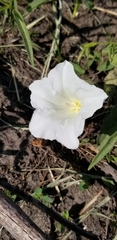 Calystegia macounii