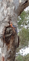 Platycercus elegans adelaidae