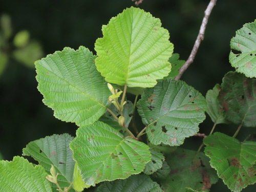 Alnus hirsuta iNat (3)
